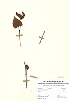 藏品(蕺菜)的圖片